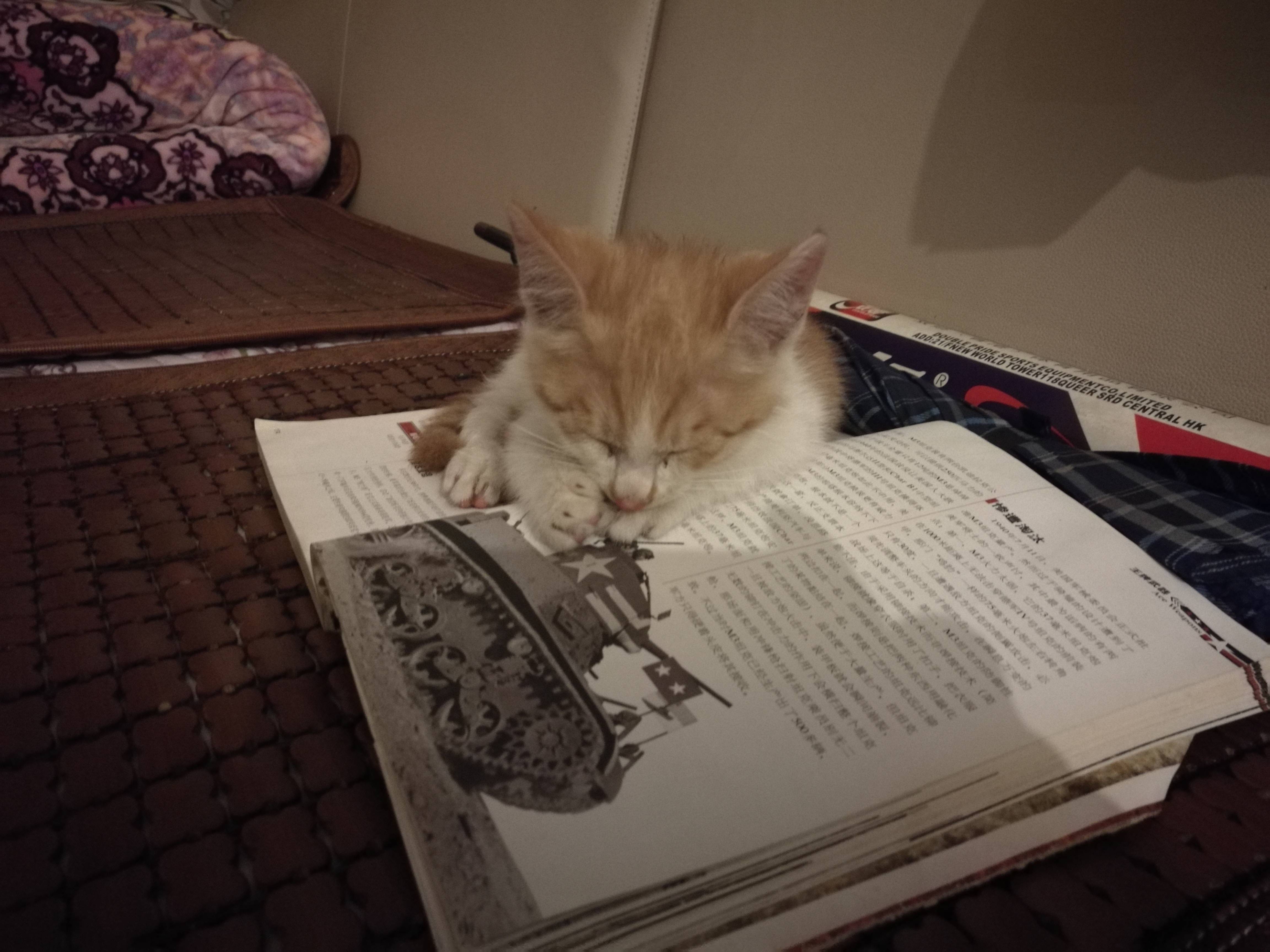 谁家爱读书的小猫咪走丢了,还要不?