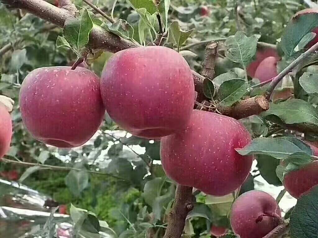ɽԴƻ