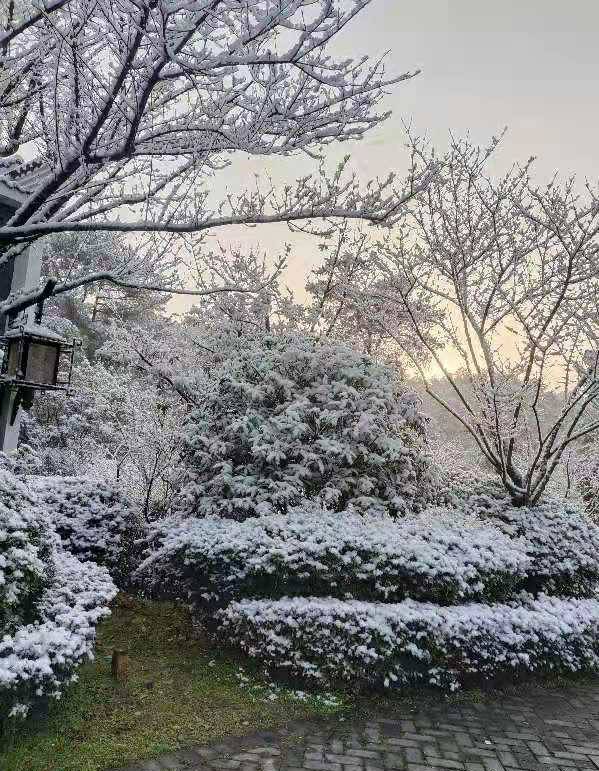 茶山竹海下雪了～太阳下的雪景简直不要太漂亮 - 聚焦永川 - 茶竹永川