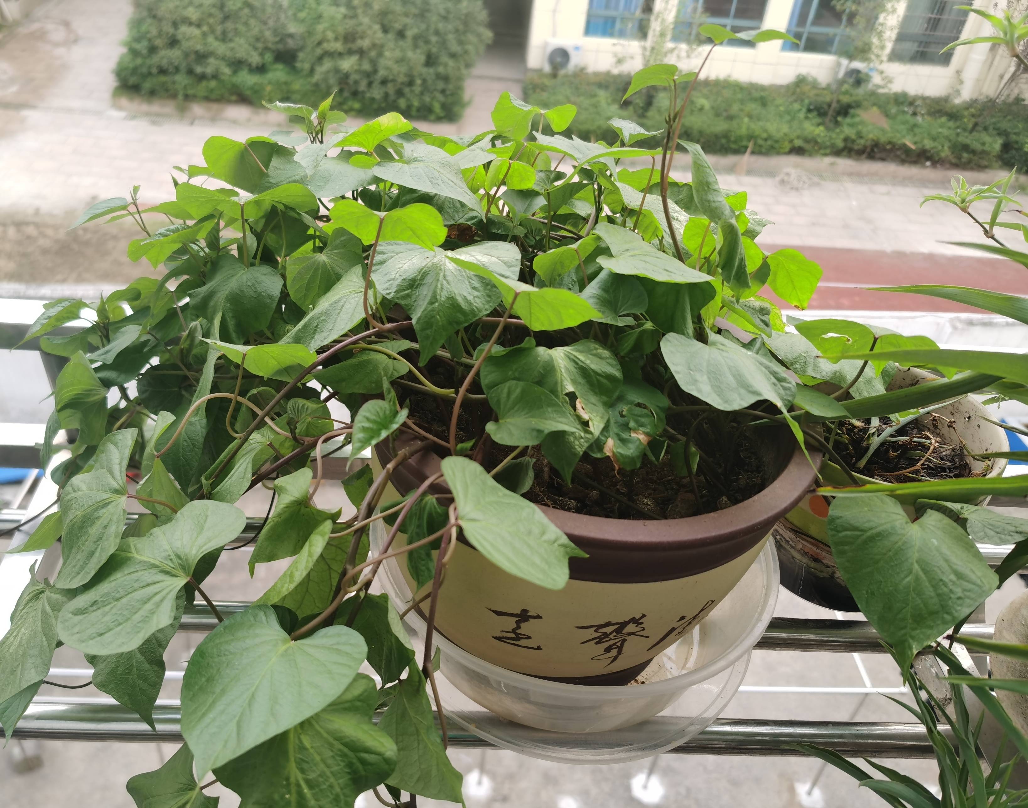 盆栽红薯怎么种植